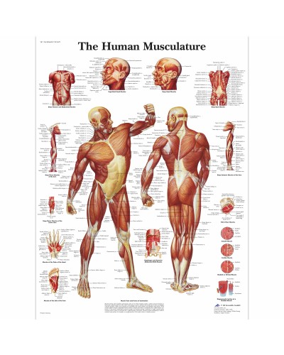 Human Muscle Chart